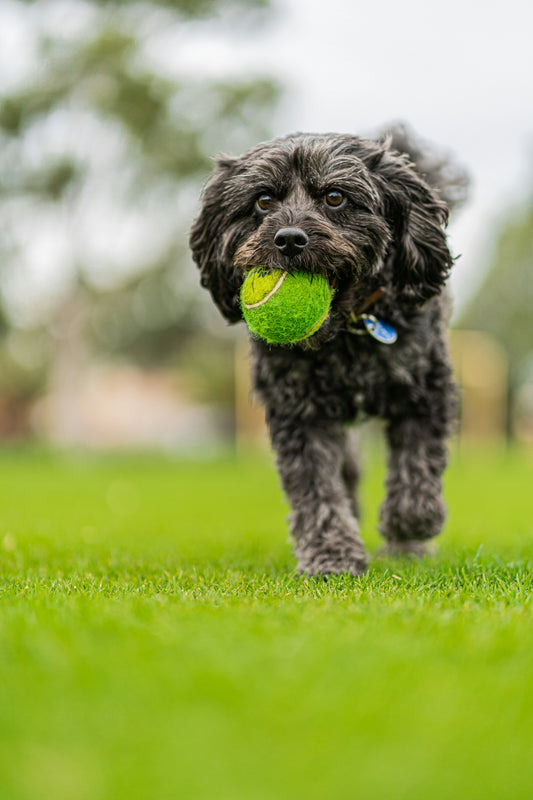 1 Hour Slot In A Secure & Private Dog Field