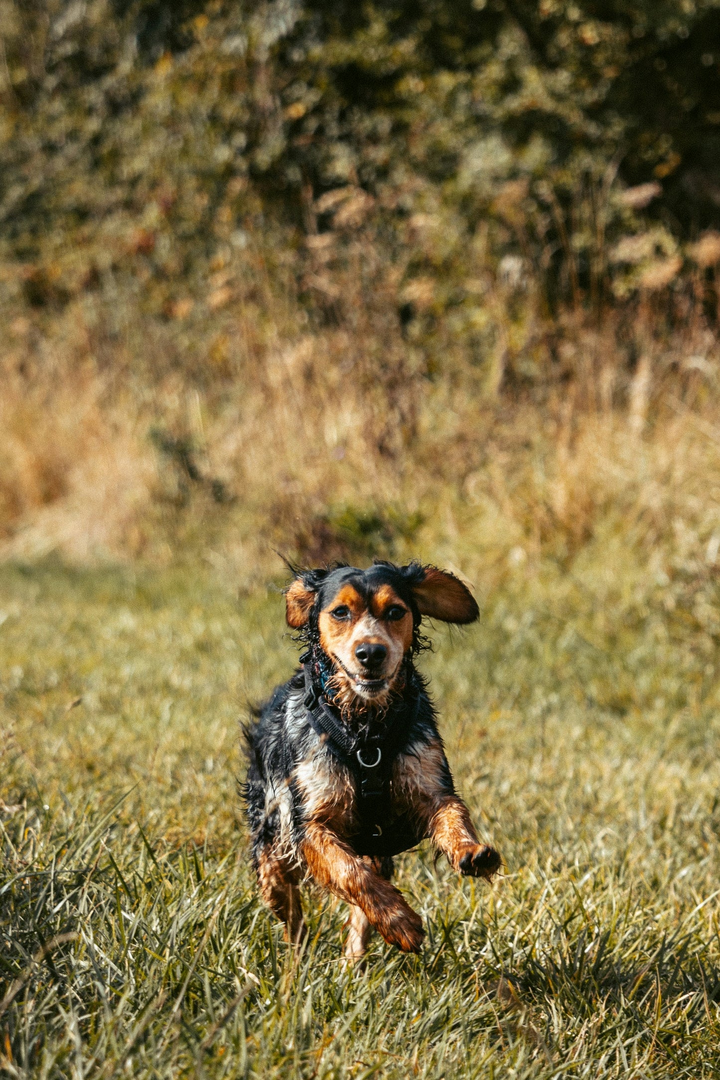 10 Walks Pass – £7.50 Each (Up to 4 Dogs)