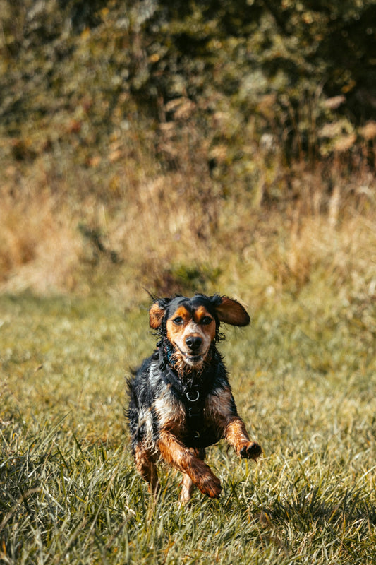 10 Walks Pass – £7.50 Each (Up to 4 Dogs)